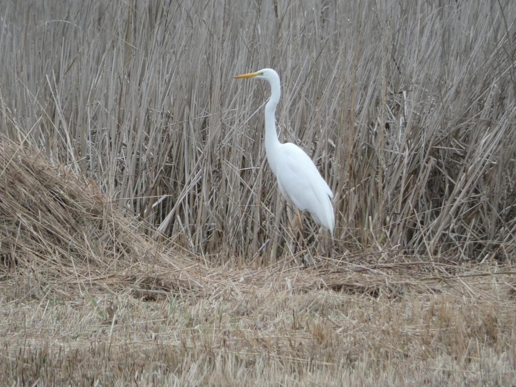 Belt-Schutsloot B&B De Zilverreiger المظهر الخارجي الصورة
